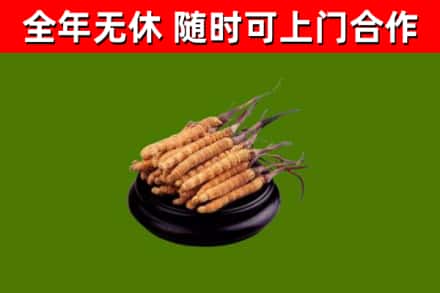 宁波市回收散虫草