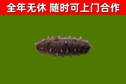 宁波市回收海参干
